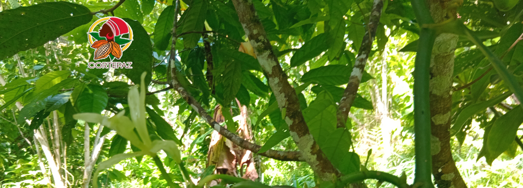 Inicio 20250501 094115logo (1)